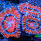 Ultra Acan Coral - Micromussa Lordhowensis - Acan Frag WYSIWYG E4R3B1 Ultra Acan Coral - Micromussa Lordhowensis - Acan Frag WYSIWYG E4R3B1 LPS Coral Ultra Acan Coral - Micromussa Lordhowensis - Acan Frag WYSIWYG E4R3B1 Zeo Box Reef