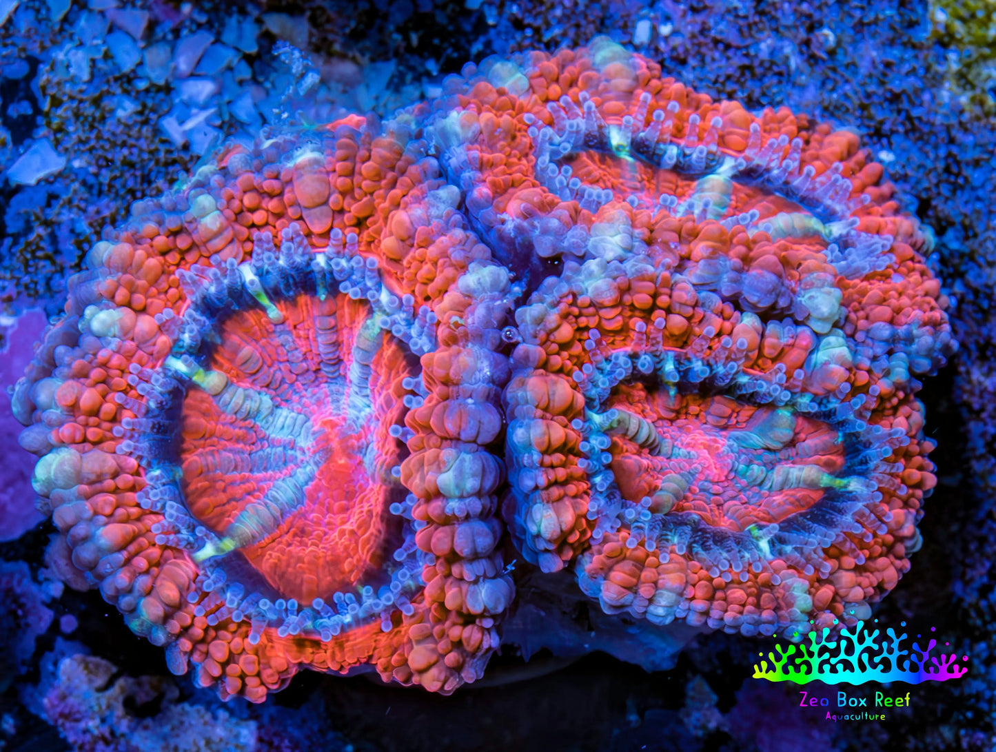 Ultra Acan Coral - Micromussa Lordhowensis - Acan Frag WYSIWYG E4R3B1 Ultra Acan Coral - Micromussa Lordhowensis - Acan Frag WYSIWYG E4R3B1 LPS Coral Ultra Acan Coral - Micromussa Lordhowensis - Acan Frag WYSIWYG E4R3B1 Zeo Box Reef
