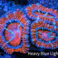 Ultra Acan Coral - Micromussa Lordhowensis - Acan Frag WYSIWYG E4R3B1 Ultra Acan Coral - Micromussa Lordhowensis - Acan Frag WYSIWYG E4R3B1 LPS Coral Ultra Acan Coral - Micromussa Lordhowensis - Acan Frag WYSIWYG E4R3B1 Zeo Box Reef