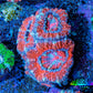 Ultra Acan Coral - Micromussa Lordhowensis - Acan Frag WYSIWYG E4R3B1 Ultra Acan Coral - Micromussa Lordhowensis - Acan Frag WYSIWYG E4R3B1 LPS Coral Ultra Acan Coral - Micromussa Lordhowensis - Acan Frag WYSIWYG E4R3B1 Zeo Box Reef