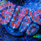 Ultra Acan Coral - Micromussa Lordhowensis - Acan Frag WYSIWYG E5R3B1 Ultra Acan Coral - Micromussa Lordhowensis - Acan Frag WYSIWYG E5R3B1 LPS Coral Ultra Acan Coral - Micromussa Lordhowensis - Acan Frag WYSIWYG E5R3B1 Zeo Box Reef