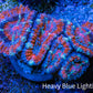 Ultra Acan Coral - Micromussa Lordhowensis - Acan Frag WYSIWYG E5R3B1 Ultra Acan Coral - Micromussa Lordhowensis - Acan Frag WYSIWYG E5R3B1 LPS Coral Ultra Acan Coral - Micromussa Lordhowensis - Acan Frag WYSIWYG E5R3B1 Zeo Box Reef