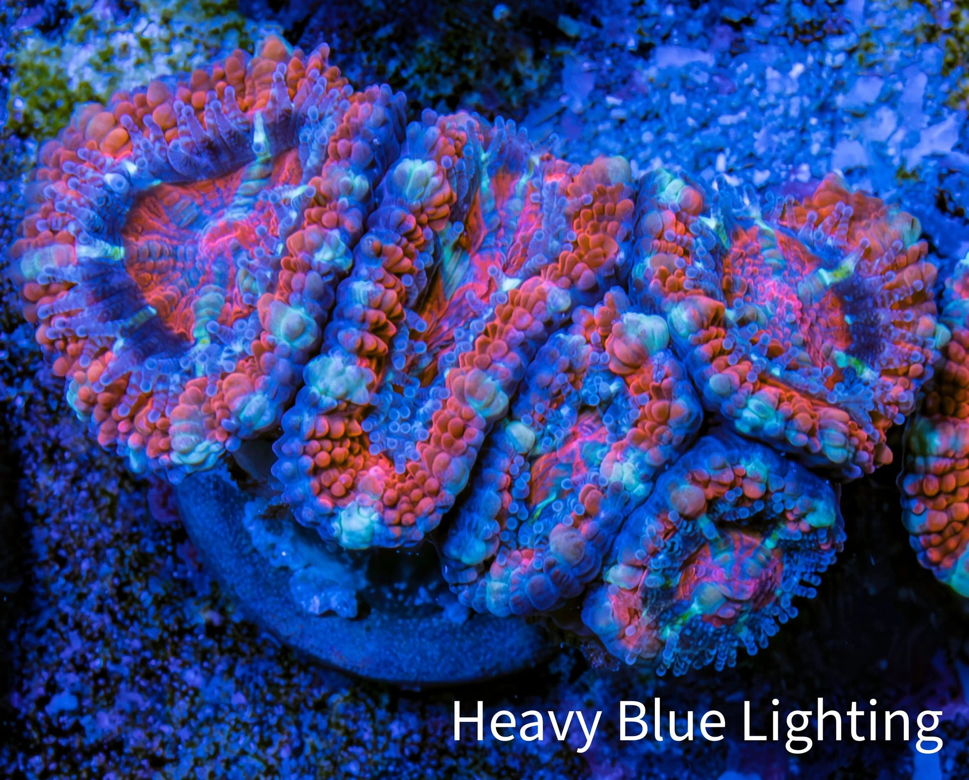 Ultra Acan Coral - Micromussa Lordhowensis - Acan Frag WYSIWYG E5R3B1 Ultra Acan Coral - Micromussa Lordhowensis - Acan Frag WYSIWYG E5R3B1 LPS Coral Ultra Acan Coral - Micromussa Lordhowensis - Acan Frag WYSIWYG E5R3B1 Zeo Box Reef