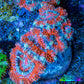 Ultra Acan Coral - Micromussa Lordhowensis - Acan Frag WYSIWYG E5R3B1 Ultra Acan Coral - Micromussa Lordhowensis - Acan Frag WYSIWYG E5R3B1 LPS Coral Ultra Acan Coral - Micromussa Lordhowensis - Acan Frag WYSIWYG E5R3B1 Zeo Box Reef