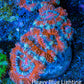 Ultra Acan Coral - Micromussa Lordhowensis - Acan Frag WYSIWYG E5R3B1 Ultra Acan Coral - Micromussa Lordhowensis - Acan Frag WYSIWYG E5R3B1 LPS Coral Ultra Acan Coral - Micromussa Lordhowensis - Acan Frag WYSIWYG E5R3B1 Zeo Box Reef