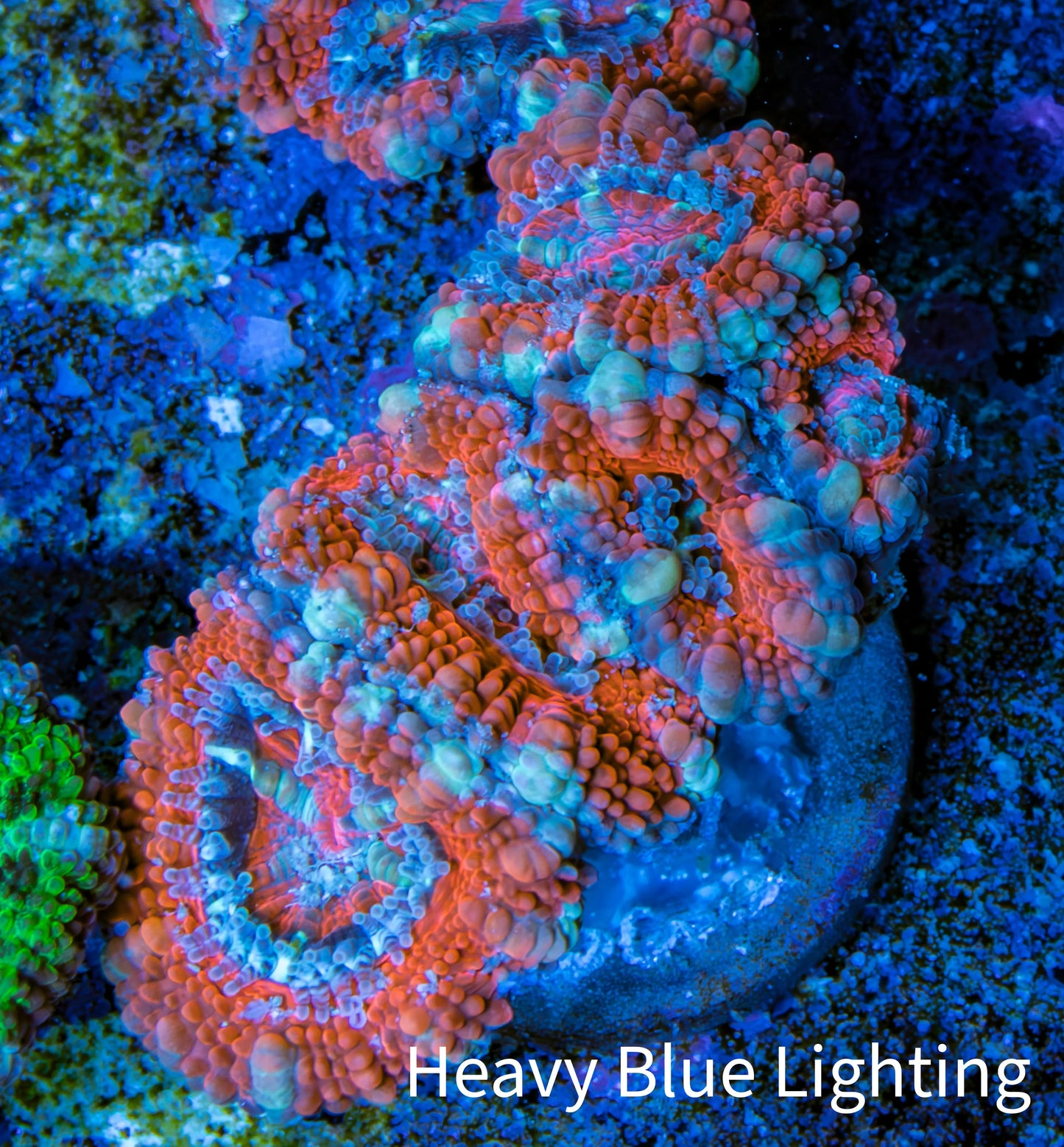 Ultra Acan Coral - Micromussa Lordhowensis - Acan Frag WYSIWYG E5R3B1 Ultra Acan Coral - Micromussa Lordhowensis - Acan Frag WYSIWYG E5R3B1 LPS Coral Ultra Acan Coral - Micromussa Lordhowensis - Acan Frag WYSIWYG E5R3B1 Zeo Box Reef