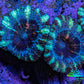 Ultra Acan Coral - Micromussa Lordhowensis - Acan Frag WYSIWYG F1R3B1 Ultra Acan Coral - Micromussa Lordhowensis - Acan Frag WYSIWYG F1R3B1 LPS Coral Ultra Acan Coral - Micromussa Lordhowensis - Acan Frag WYSIWYG F1R3B1 Zeo Box Reef
