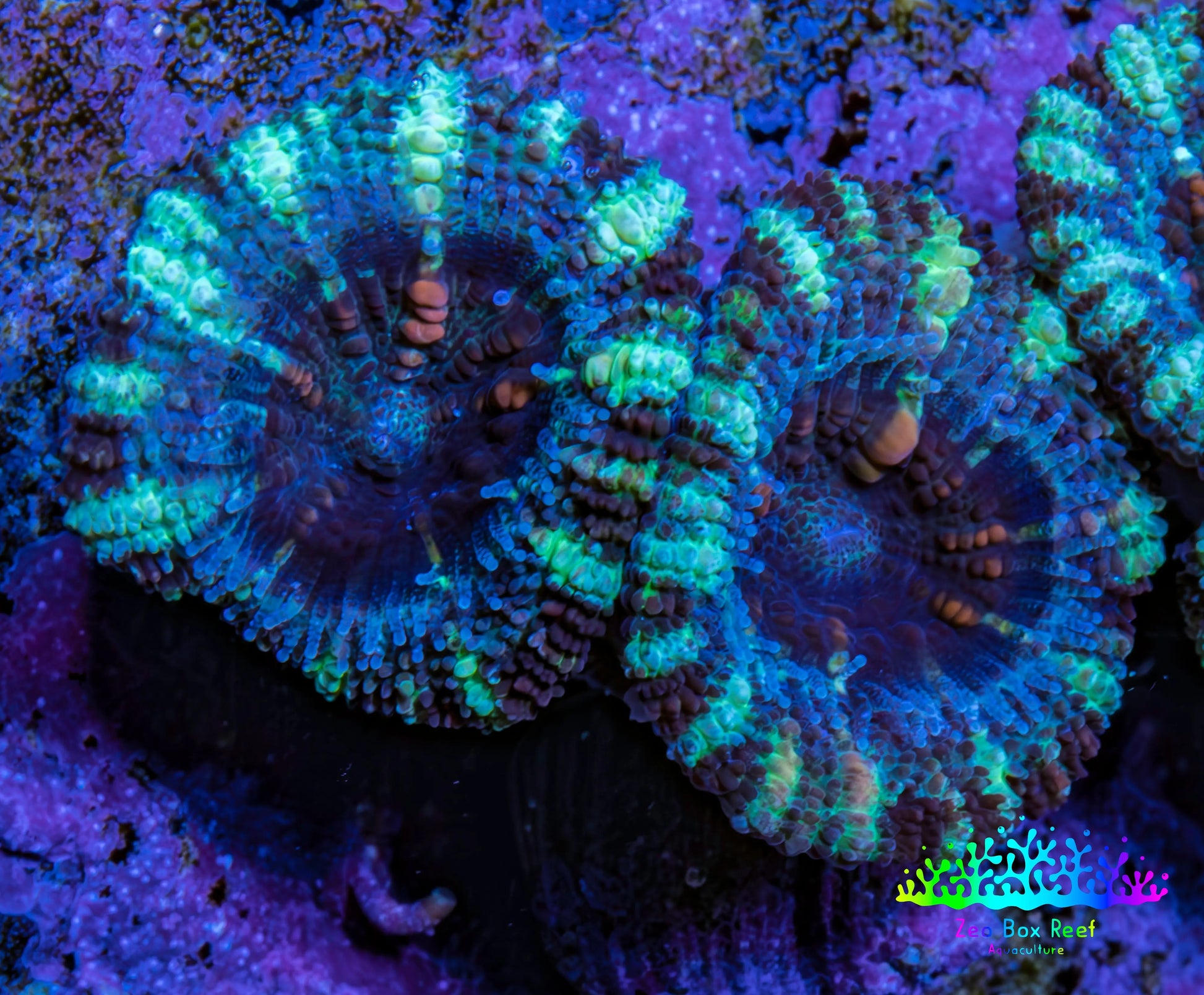 Ultra Acan Coral - Micromussa Lordhowensis - Acan Frag WYSIWYG F1R3B1 Ultra Acan Coral - Micromussa Lordhowensis - Acan Frag WYSIWYG F1R3B1 LPS Coral Ultra Acan Coral - Micromussa Lordhowensis - Acan Frag WYSIWYG F1R3B1 Zeo Box Reef