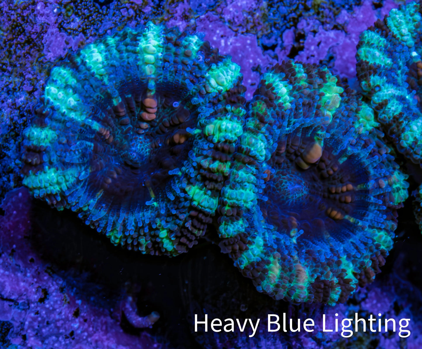 Ultra Acan Coral - Micromussa Lordhowensis - Acan Frag WYSIWYG F1R3B1 Ultra Acan Coral - Micromussa Lordhowensis - Acan Frag WYSIWYG F1R3B1 LPS Coral Ultra Acan Coral - Micromussa Lordhowensis - Acan Frag WYSIWYG F1R3B1 Zeo Box Reef