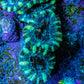 Ultra Acan Coral - Micromussa Lordhowensis - Acan Frag WYSIWYG F1R3B1 Ultra Acan Coral - Micromussa Lordhowensis - Acan Frag WYSIWYG F1R3B1 LPS Coral Ultra Acan Coral - Micromussa Lordhowensis - Acan Frag WYSIWYG F1R3B1 Zeo Box Reef