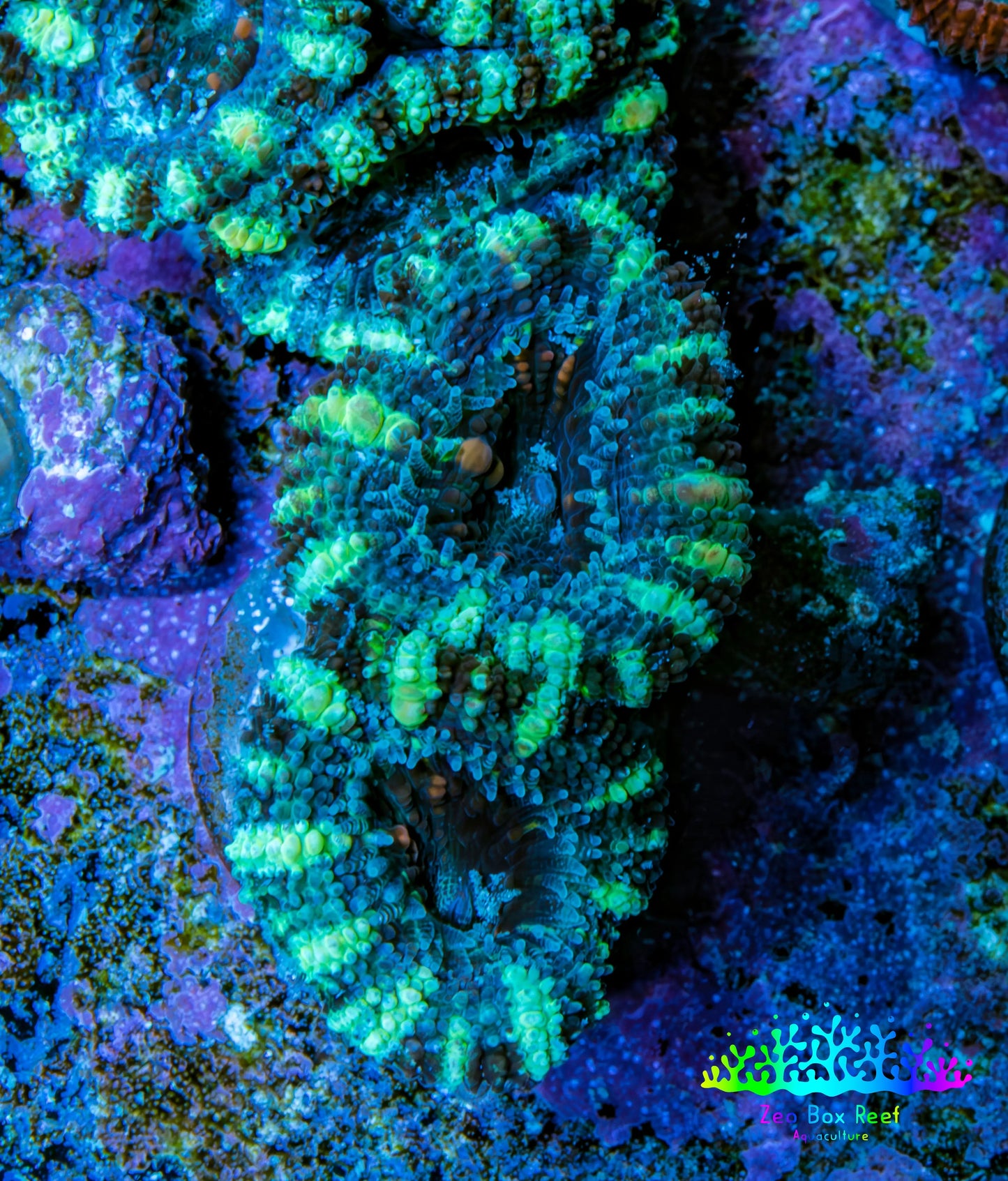 Ultra Acan Coral - Micromussa Lordhowensis - Acan Frag WYSIWYG F1R3B1 Ultra Acan Coral - Micromussa Lordhowensis - Acan Frag WYSIWYG F1R3B1 LPS Coral Ultra Acan Coral - Micromussa Lordhowensis - Acan Frag WYSIWYG F1R3B1 Zeo Box Reef