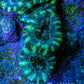 Ultra Acan Coral - Micromussa Lordhowensis - Acan Frag WYSIWYG F1R3B1 Ultra Acan Coral - Micromussa Lordhowensis - Acan Frag WYSIWYG F1R3B1 LPS Coral Ultra Acan Coral - Micromussa Lordhowensis - Acan Frag WYSIWYG F1R3B1 Zeo Box Reef