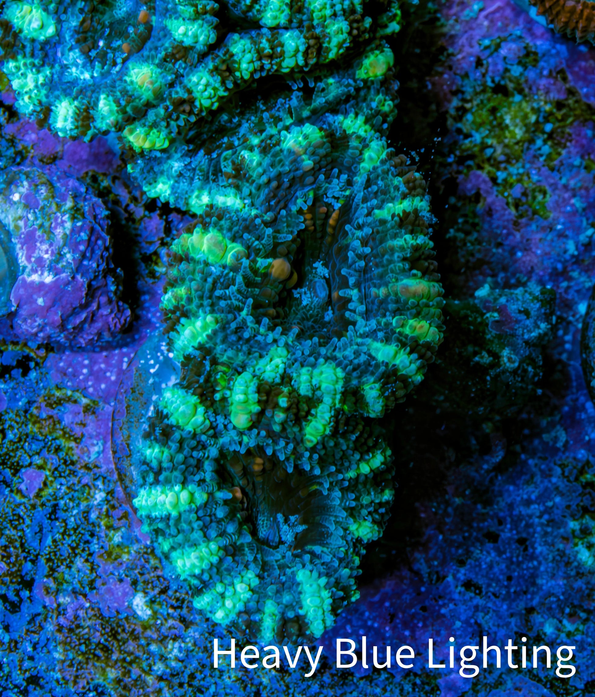 Ultra Acan Coral - Micromussa Lordhowensis - Acan Frag WYSIWYG F1R3B1 Ultra Acan Coral - Micromussa Lordhowensis - Acan Frag WYSIWYG F1R3B1 LPS Coral Ultra Acan Coral - Micromussa Lordhowensis - Acan Frag WYSIWYG F1R3B1 Zeo Box Reef