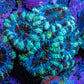 Ultra Acan Coral - Micromussa Lordhowensis - Acan Frag WYSIWYG F2R3B1 Ultra Acan Coral - Micromussa Lordhowensis - Acan Frag WYSIWYG F2R3B1 LPS Coral Ultra Acan Coral - Micromussa Lordhowensis - Acan Frag WYSIWYG F2R3B1 Zeo Box Reef