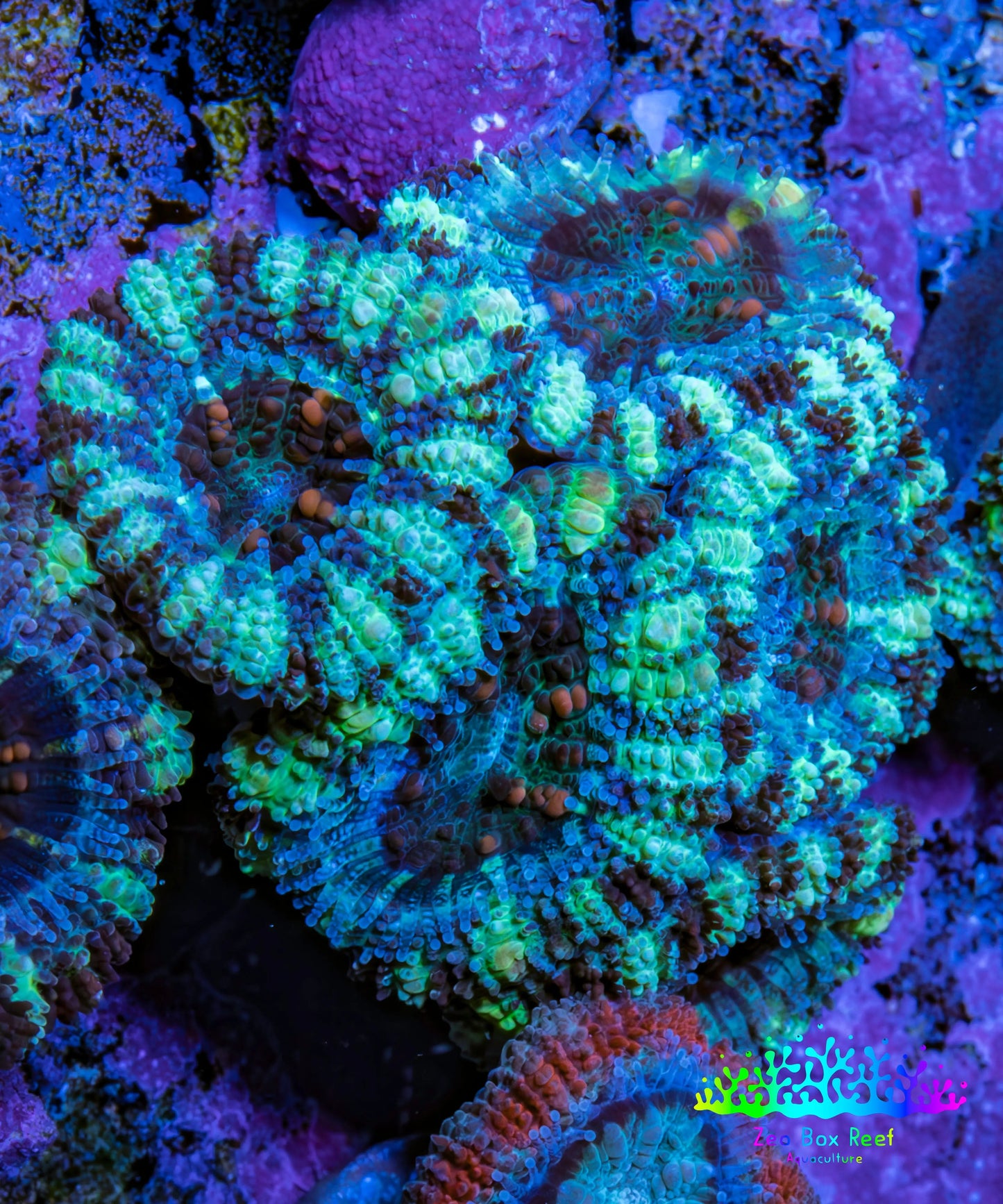 Ultra Acan Coral - Micromussa Lordhowensis - Acan Frag WYSIWYG F2R3B1 Ultra Acan Coral - Micromussa Lordhowensis - Acan Frag WYSIWYG F2R3B1 LPS Coral Ultra Acan Coral - Micromussa Lordhowensis - Acan Frag WYSIWYG F2R3B1 Zeo Box Reef