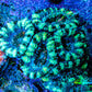 Ultra Acan Coral - Micromussa Lordhowensis - Acan Frag WYSIWYG F2R3B1 Ultra Acan Coral - Micromussa Lordhowensis - Acan Frag WYSIWYG F2R3B1 LPS Coral Ultra Acan Coral - Micromussa Lordhowensis - Acan Frag WYSIWYG F2R3B1 Zeo Box Reef