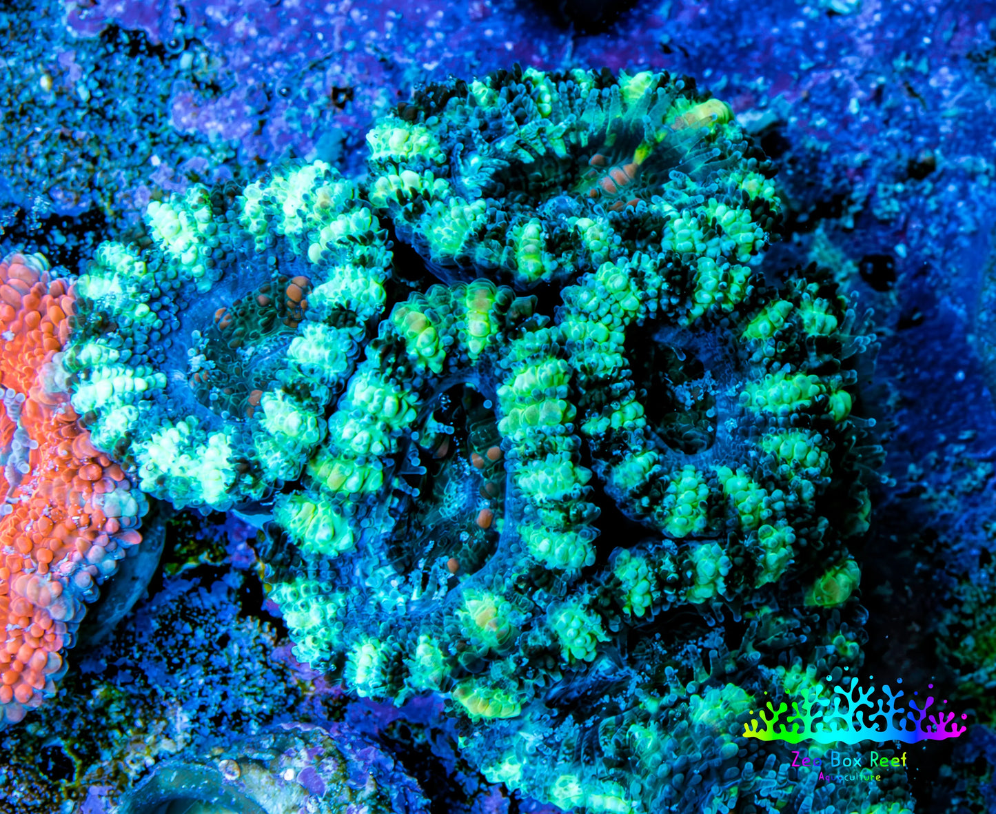 Ultra Acan Coral - Micromussa Lordhowensis - Acan Frag WYSIWYG F2R3B1 Ultra Acan Coral - Micromussa Lordhowensis - Acan Frag WYSIWYG F2R3B1 LPS Coral Ultra Acan Coral - Micromussa Lordhowensis - Acan Frag WYSIWYG F2R3B1 Zeo Box Reef