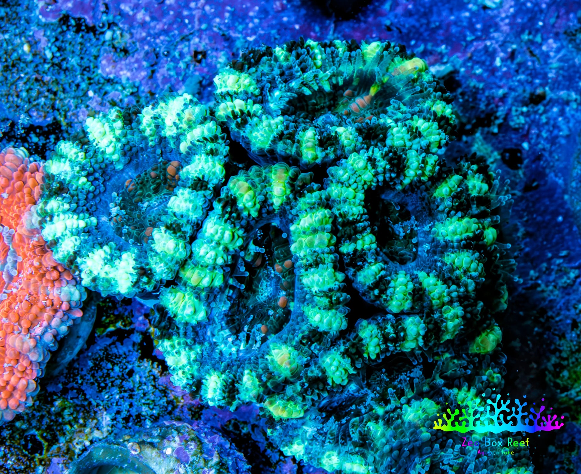 Ultra Acan Coral - Micromussa Lordhowensis - Acan Frag WYSIWYG F2R3B1 Ultra Acan Coral - Micromussa Lordhowensis - Acan Frag WYSIWYG F2R3B1 LPS Coral Ultra Acan Coral - Micromussa Lordhowensis - Acan Frag WYSIWYG F2R3B1 Zeo Box Reef