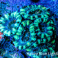 Ultra Acan Coral - Micromussa Lordhowensis - Acan Frag WYSIWYG F2R3B1 Ultra Acan Coral - Micromussa Lordhowensis - Acan Frag WYSIWYG F2R3B1 LPS Coral Ultra Acan Coral - Micromussa Lordhowensis - Acan Frag WYSIWYG F2R3B1 Zeo Box Reef