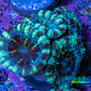 Ultra Acan Coral - Micromussa Lordhowensis - Acan Frag WYSIWYG F3R3B1 Ultra Acan Coral - Micromussa Lordhowensis - Acan Frag WYSIWYG F3R3B1 LPS Coral Ultra Acan Coral - Micromussa Lordhowensis - Acan Frag WYSIWYG F3R3B1 Zeo Box Reef