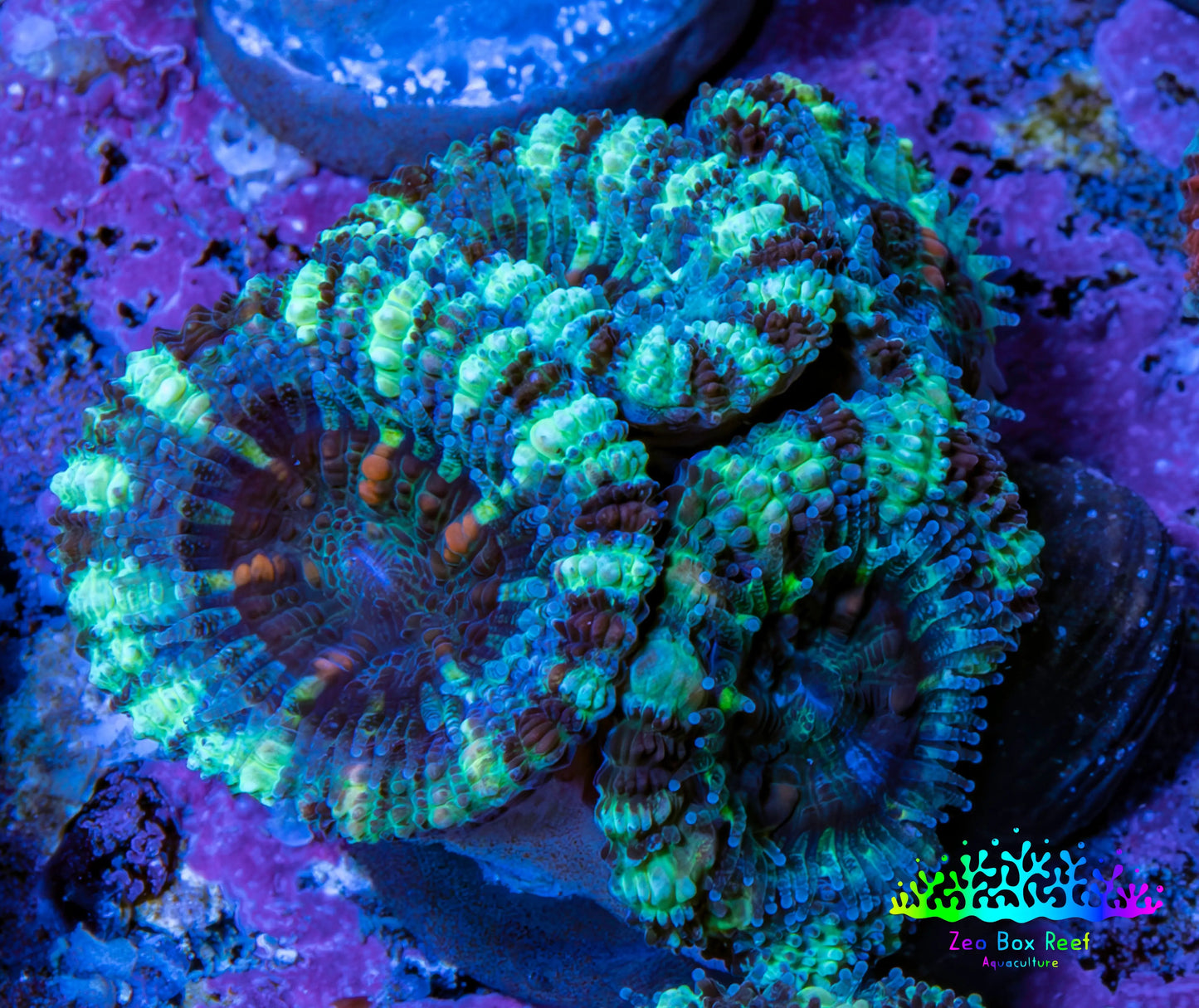 Ultra Acan Coral - Micromussa Lordhowensis - Acan Frag WYSIWYG F3R3B1 Ultra Acan Coral - Micromussa Lordhowensis - Acan Frag WYSIWYG F3R3B1 LPS Coral Ultra Acan Coral - Micromussa Lordhowensis - Acan Frag WYSIWYG F3R3B1 Zeo Box Reef