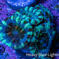 Ultra Acan Coral - Micromussa Lordhowensis - Acan Frag WYSIWYG F3R3B1 Ultra Acan Coral - Micromussa Lordhowensis - Acan Frag WYSIWYG F3R3B1 LPS Coral Ultra Acan Coral - Micromussa Lordhowensis - Acan Frag WYSIWYG F3R3B1 Zeo Box Reef