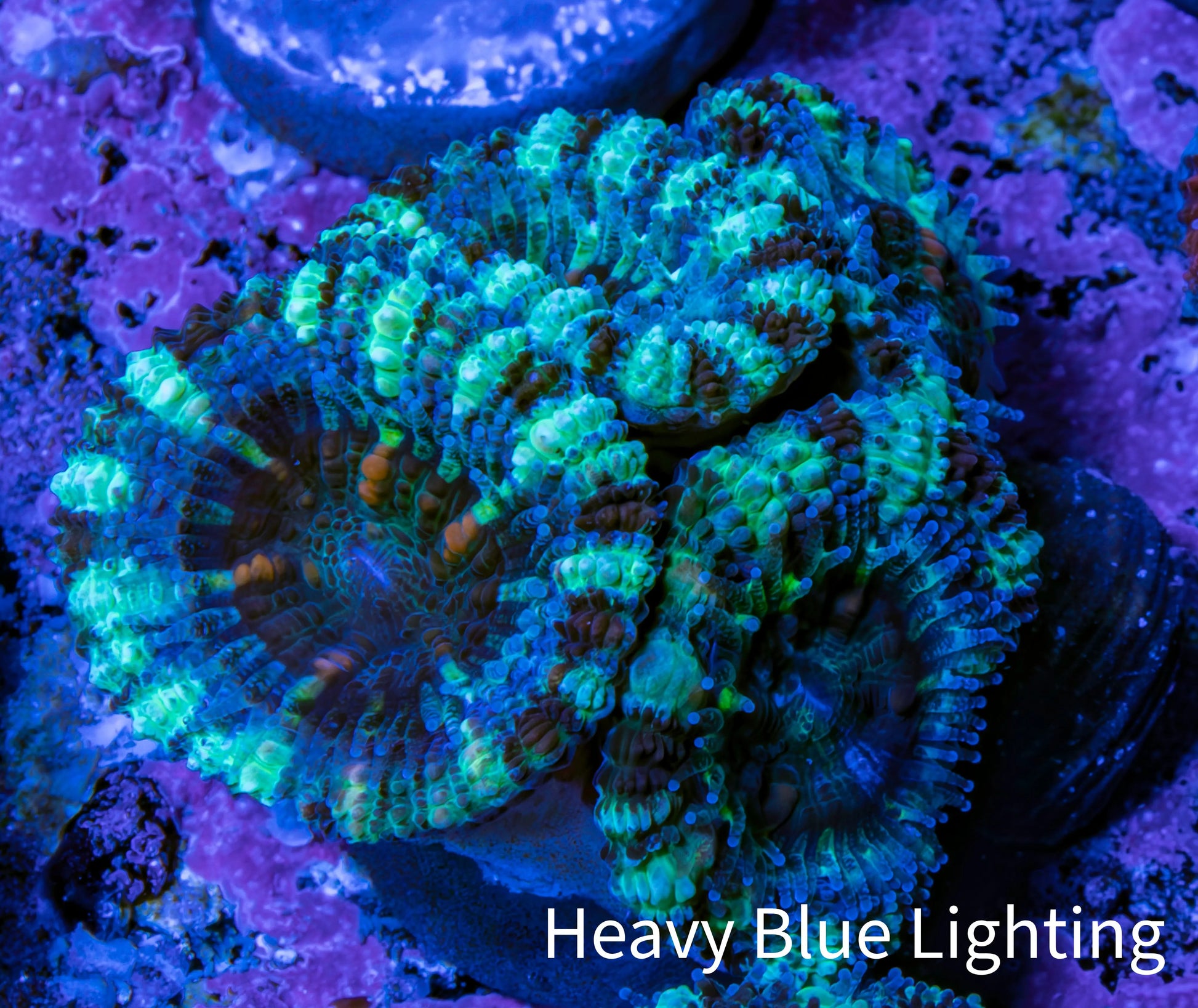 Ultra Acan Coral - Micromussa Lordhowensis - Acan Frag WYSIWYG F3R3B1 Ultra Acan Coral - Micromussa Lordhowensis - Acan Frag WYSIWYG F3R3B1 LPS Coral Ultra Acan Coral - Micromussa Lordhowensis - Acan Frag WYSIWYG F3R3B1 Zeo Box Reef