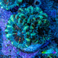 Ultra Acan Coral - Micromussa Lordhowensis - Acan Frag WYSIWYG F3R3B1 Ultra Acan Coral - Micromussa Lordhowensis - Acan Frag WYSIWYG F3R3B1 LPS Coral Ultra Acan Coral - Micromussa Lordhowensis - Acan Frag WYSIWYG F3R3B1 Zeo Box Reef
