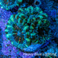 Ultra Acan Coral - Micromussa Lordhowensis - Acan Frag WYSIWYG F3R3B1 Ultra Acan Coral - Micromussa Lordhowensis - Acan Frag WYSIWYG F3R3B1 LPS Coral Ultra Acan Coral - Micromussa Lordhowensis - Acan Frag WYSIWYG F3R3B1 Zeo Box Reef