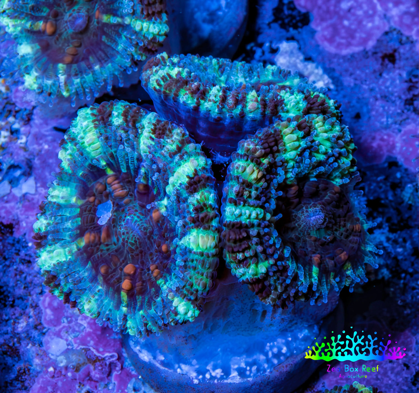 Ultra Acan Coral - Micromussa Lordhowensis - Acan Frag WYSIWYG F4R3B1 Ultra Acan Coral - Micromussa Lordhowensis - Acan Frag WYSIWYG F4R3B1 LPS Coral Ultra Acan Coral - Micromussa Lordhowensis - Acan Frag WYSIWYG F4R3B1 Zeo Box Reef