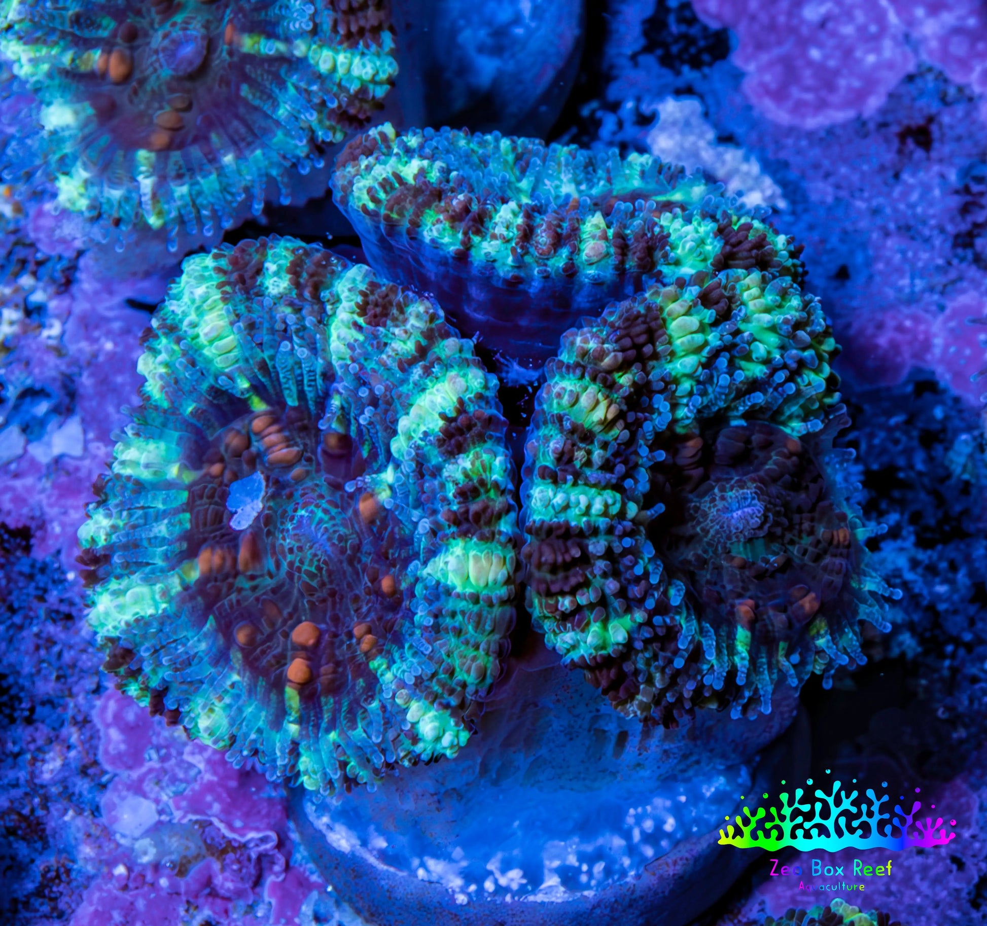 Ultra Acan Coral - Micromussa Lordhowensis - Acan Frag WYSIWYG F4R3B1 Ultra Acan Coral - Micromussa Lordhowensis - Acan Frag WYSIWYG F4R3B1 LPS Coral Ultra Acan Coral - Micromussa Lordhowensis - Acan Frag WYSIWYG F4R3B1 Zeo Box Reef