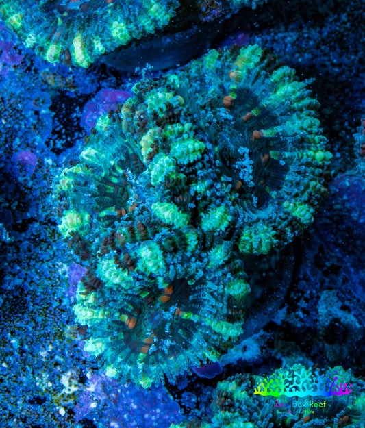 Ultra Acan Coral - Micromussa Lordhowensis - Acan Frag WYSIWYG F4R3B1 Ultra Acan Coral - Micromussa Lordhowensis - Acan Frag WYSIWYG F4R3B1 LPS Coral Ultra Acan Coral - Micromussa Lordhowensis - Acan Frag WYSIWYG F4R3B1 Zeo Box Reef