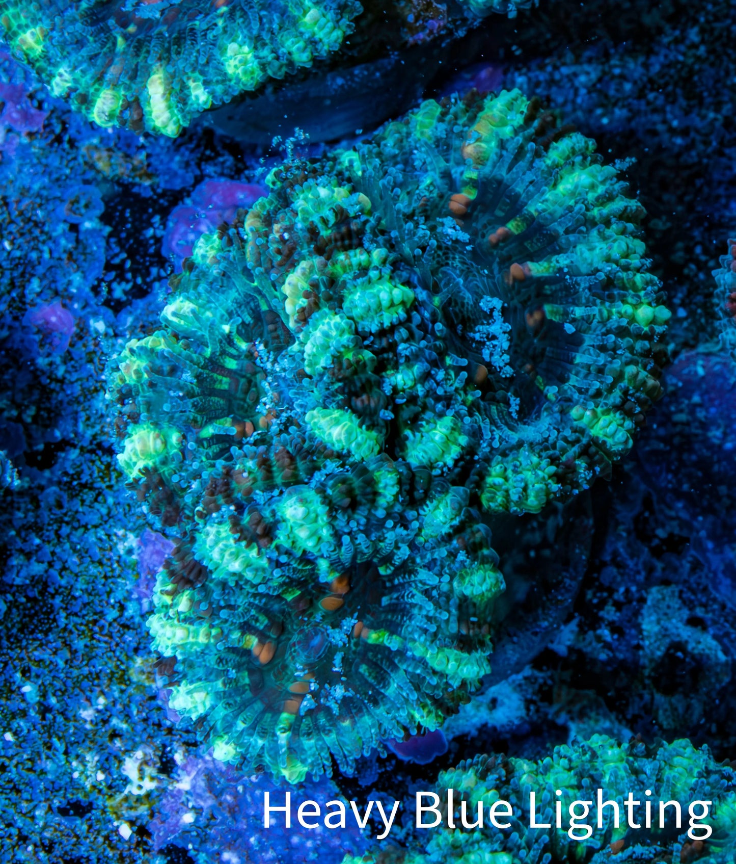 Ultra Acan Coral - Micromussa Lordhowensis - Acan Frag WYSIWYG F4R3B1 Ultra Acan Coral - Micromussa Lordhowensis - Acan Frag WYSIWYG F4R3B1 LPS Coral Ultra Acan Coral - Micromussa Lordhowensis - Acan Frag WYSIWYG F4R3B1 Zeo Box Reef