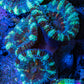 Ultra Acan Coral - Micromussa Lordhowensis - Acan Frag WYSIWYG F5R3B1 Ultra Acan Coral - Micromussa Lordhowensis - Acan Frag WYSIWYG F5R3B1 LPS Coral Ultra Acan Coral - Micromussa Lordhowensis - Acan Frag WYSIWYG F5R3B1 Zeo Box Reef