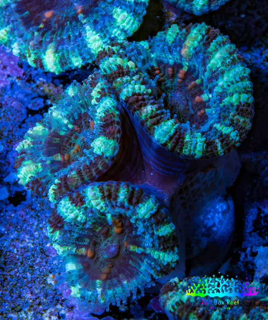 Ultra Acan Coral - Micromussa Lordhowensis - Acan Frag WYSIWYG F5R3B1 Ultra Acan Coral - Micromussa Lordhowensis - Acan Frag WYSIWYG F5R3B1 LPS Coral Ultra Acan Coral - Micromussa Lordhowensis - Acan Frag WYSIWYG F5R3B1 Zeo Box Reef