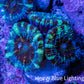 Ultra Acan Coral - Micromussa Lordhowensis - Acan Frag WYSIWYG F5R3B1 Ultra Acan Coral - Micromussa Lordhowensis - Acan Frag WYSIWYG F5R3B1 LPS Coral Ultra Acan Coral - Micromussa Lordhowensis - Acan Frag WYSIWYG F5R3B1 Zeo Box Reef