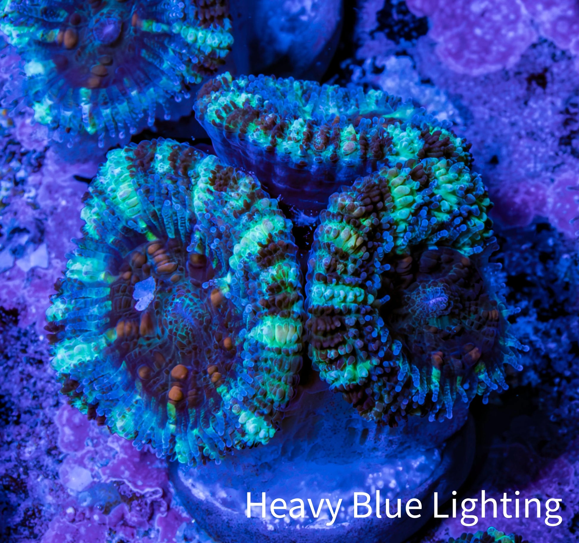 Ultra Acan Coral - Micromussa Lordhowensis - Acan Frag WYSIWYG F5R3B1 Ultra Acan Coral - Micromussa Lordhowensis - Acan Frag WYSIWYG F5R3B1 LPS Coral Ultra Acan Coral - Micromussa Lordhowensis - Acan Frag WYSIWYG F5R3B1 Zeo Box Reef
