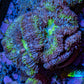 Ultra Acan Coral - Micromussa Lordhowensis - Acan Frag WYSIWYG G1R2B1 Ultra Acan Coral - Micromussa Lordhowensis - Acan Frag WYSIWYG G1R2B1 LPS Coral Ultra Acan Coral - Micromussa Lordhowensis - Acan Frag WYSIWYG G1R2B1 Zeo Box Reef