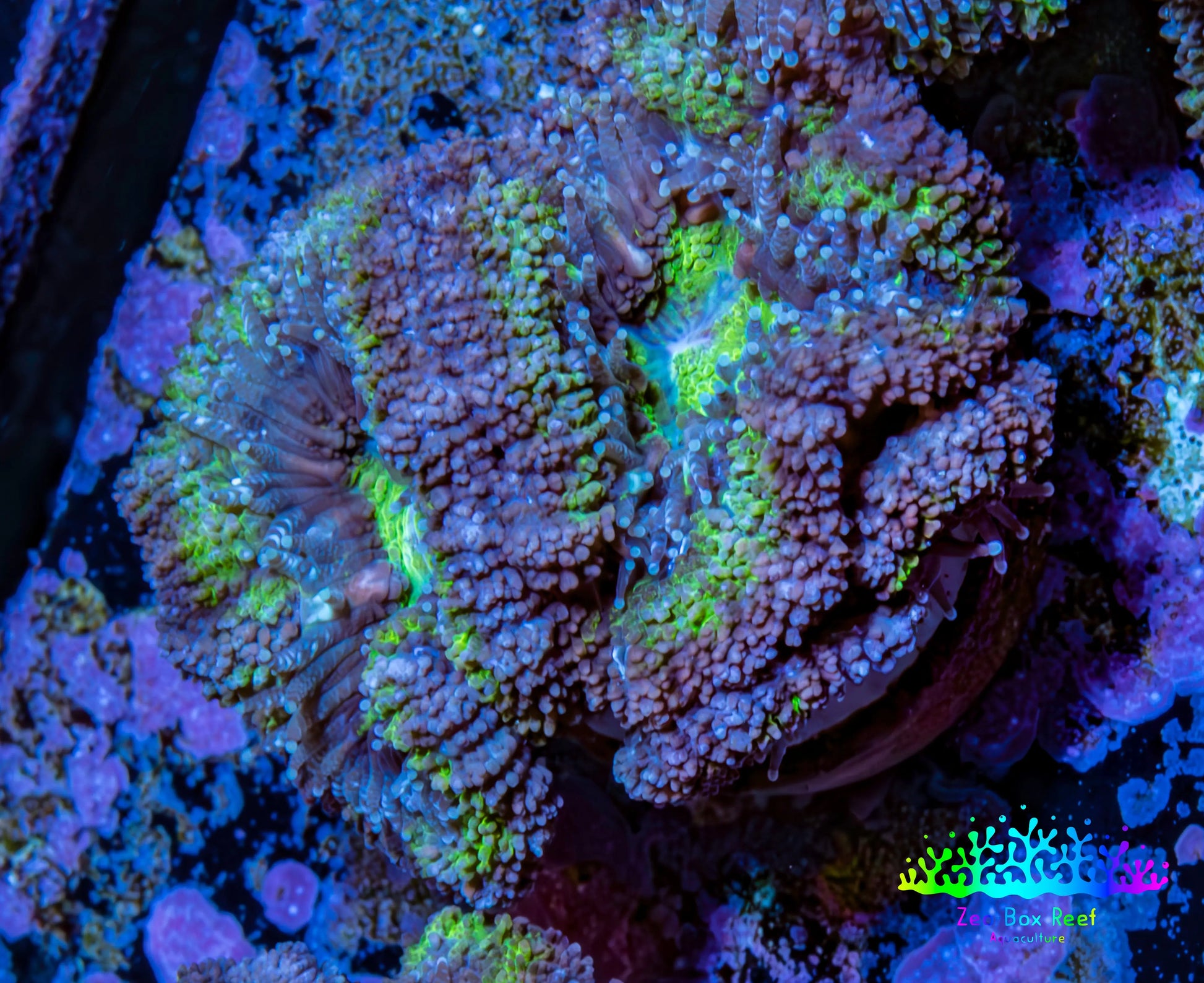 Ultra Acan Coral - Micromussa Lordhowensis - Acan Frag WYSIWYG G1R2B1 Ultra Acan Coral - Micromussa Lordhowensis - Acan Frag WYSIWYG G1R2B1 LPS Coral Ultra Acan Coral - Micromussa Lordhowensis - Acan Frag WYSIWYG G1R2B1 Zeo Box Reef