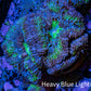 Ultra Acan Coral - Micromussa Lordhowensis - Acan Frag WYSIWYG G1R2B1 Ultra Acan Coral - Micromussa Lordhowensis - Acan Frag WYSIWYG G1R2B1 LPS Coral Ultra Acan Coral - Micromussa Lordhowensis - Acan Frag WYSIWYG G1R2B1 Zeo Box Reef