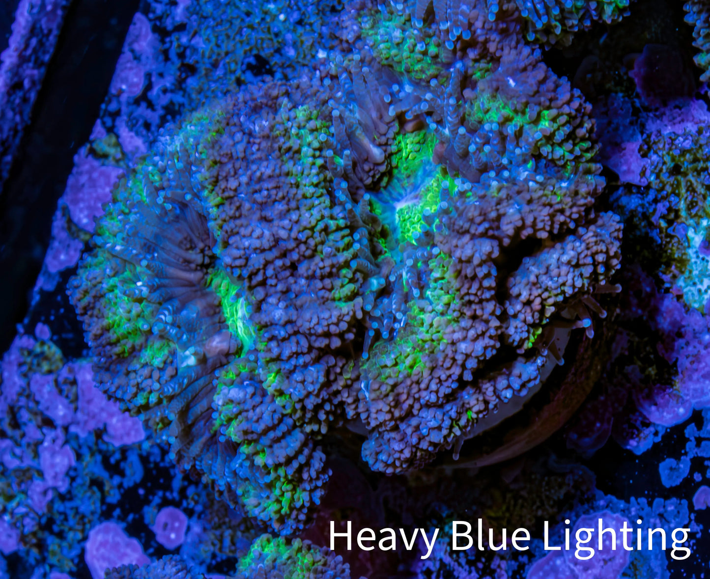 Ultra Acan Coral - Micromussa Lordhowensis - Acan Frag WYSIWYG G1R2B1 Ultra Acan Coral - Micromussa Lordhowensis - Acan Frag WYSIWYG G1R2B1 LPS Coral Ultra Acan Coral - Micromussa Lordhowensis - Acan Frag WYSIWYG G1R2B1 Zeo Box Reef
