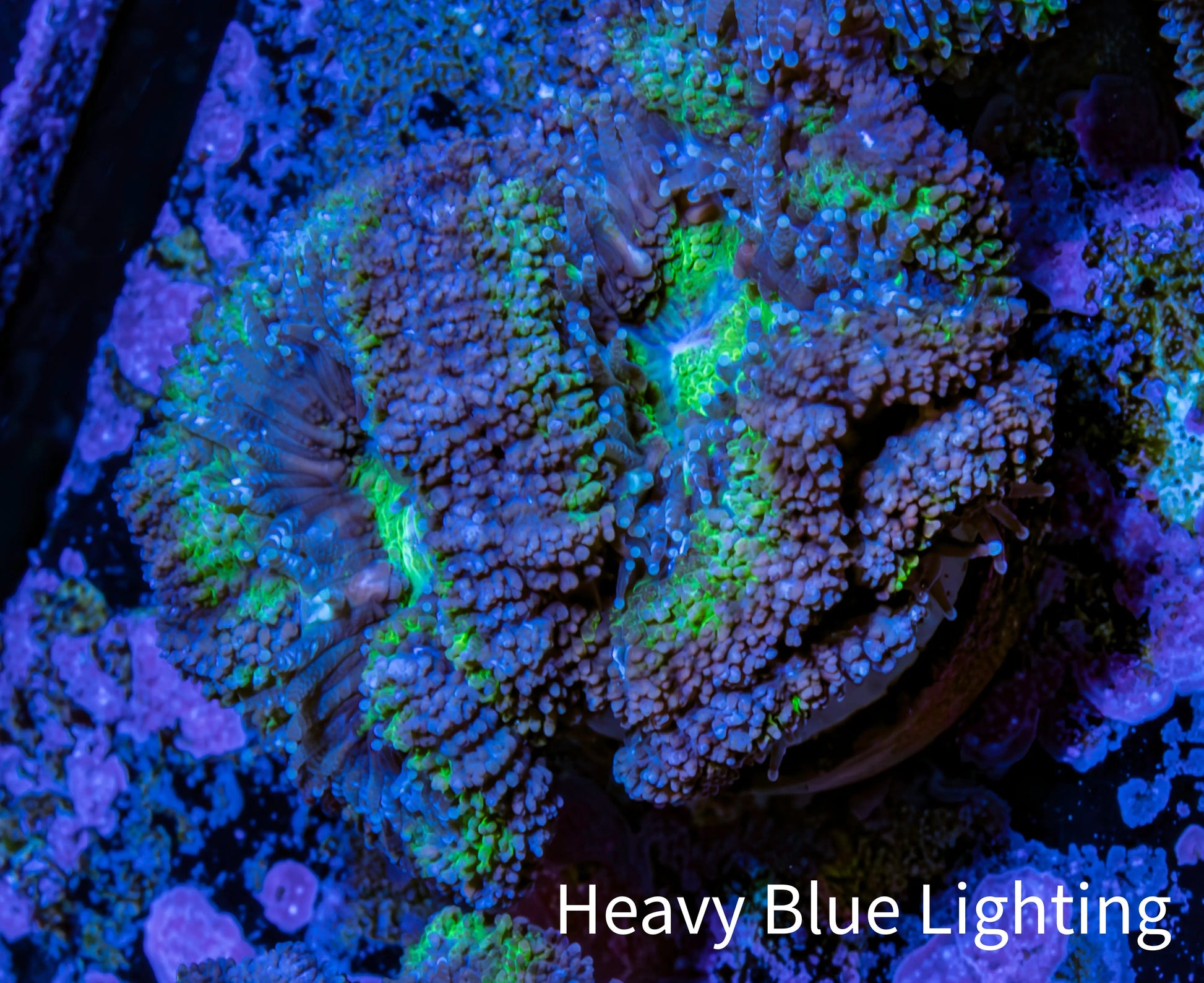 Ultra Acan Coral - Micromussa Lordhowensis - Acan Frag WYSIWYG G1R2B1 Ultra Acan Coral - Micromussa Lordhowensis - Acan Frag WYSIWYG G1R2B1 LPS Coral Ultra Acan Coral - Micromussa Lordhowensis - Acan Frag WYSIWYG G1R2B1 Zeo Box Reef