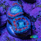 Ultra Acan Coral - Micromussa Lordhowensis - Acan Frag WYSIWYG G1R3B1 Ultra Acan Coral - Micromussa Lordhowensis - Acan Frag WYSIWYG G1R3B1 LPS Coral Ultra Acan Coral - Micromussa Lordhowensis - Acan Frag WYSIWYG G1R3B1 Zeo Box Reef