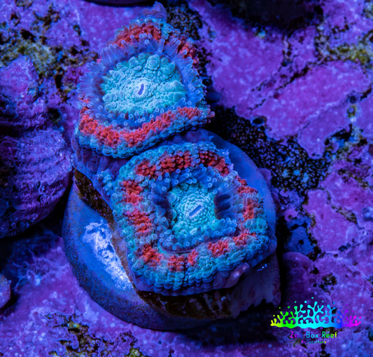Ultra Acan Coral - Micromussa Lordhowensis - Acan Frag WYSIWYG G1R3B1 Ultra Acan Coral - Micromussa Lordhowensis - Acan Frag WYSIWYG G1R3B1 LPS Coral Ultra Acan Coral - Micromussa Lordhowensis - Acan Frag WYSIWYG G1R3B1 Zeo Box Reef