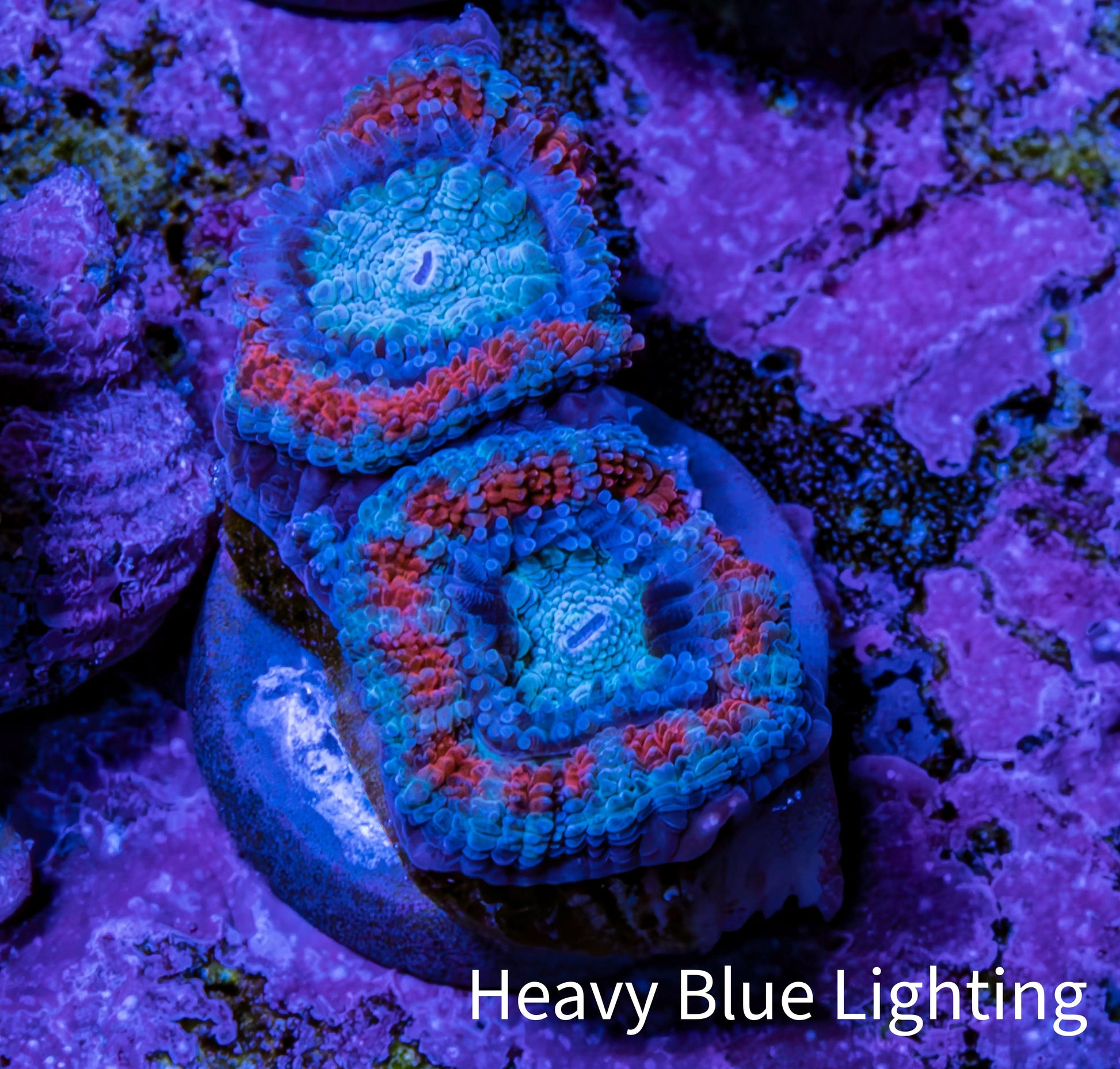 Ultra Acan Coral - Micromussa Lordhowensis - Acan Frag WYSIWYG G1R3B1 Ultra Acan Coral - Micromussa Lordhowensis - Acan Frag WYSIWYG G1R3B1 LPS Coral Ultra Acan Coral - Micromussa Lordhowensis - Acan Frag WYSIWYG G1R3B1 Zeo Box Reef