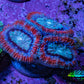 Ultra Acan Coral - Micromussa Lordhowensis - Acan Frag WYSIWYG G2R3B1 Ultra Acan Coral - Micromussa Lordhowensis - Acan Frag WYSIWYG G2R3B1 LPS Coral Ultra Acan Coral - Micromussa Lordhowensis - Acan Frag WYSIWYG G2R3B1 Zeo Box Reef
