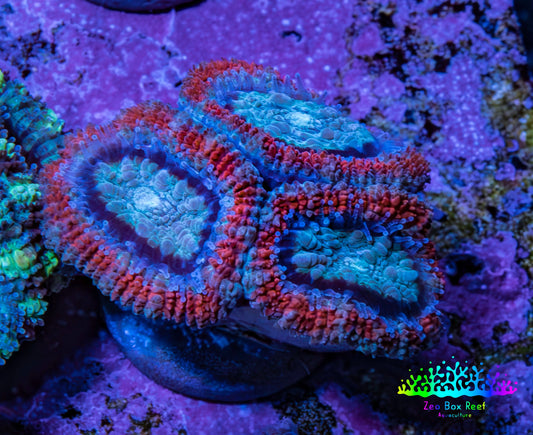 Ultra Acan Coral - Micromussa Lordhowensis - Acan Frag WYSIWYG G2R3B1 Ultra Acan Coral - Micromussa Lordhowensis - Acan Frag WYSIWYG G2R3B1 LPS Coral Ultra Acan Coral - Micromussa Lordhowensis - Acan Frag WYSIWYG G2R3B1 Zeo Box Reef