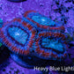 Ultra Acan Coral - Micromussa Lordhowensis - Acan Frag WYSIWYG G2R3B1 Ultra Acan Coral - Micromussa Lordhowensis - Acan Frag WYSIWYG G2R3B1 LPS Coral Ultra Acan Coral - Micromussa Lordhowensis - Acan Frag WYSIWYG G2R3B1 Zeo Box Reef