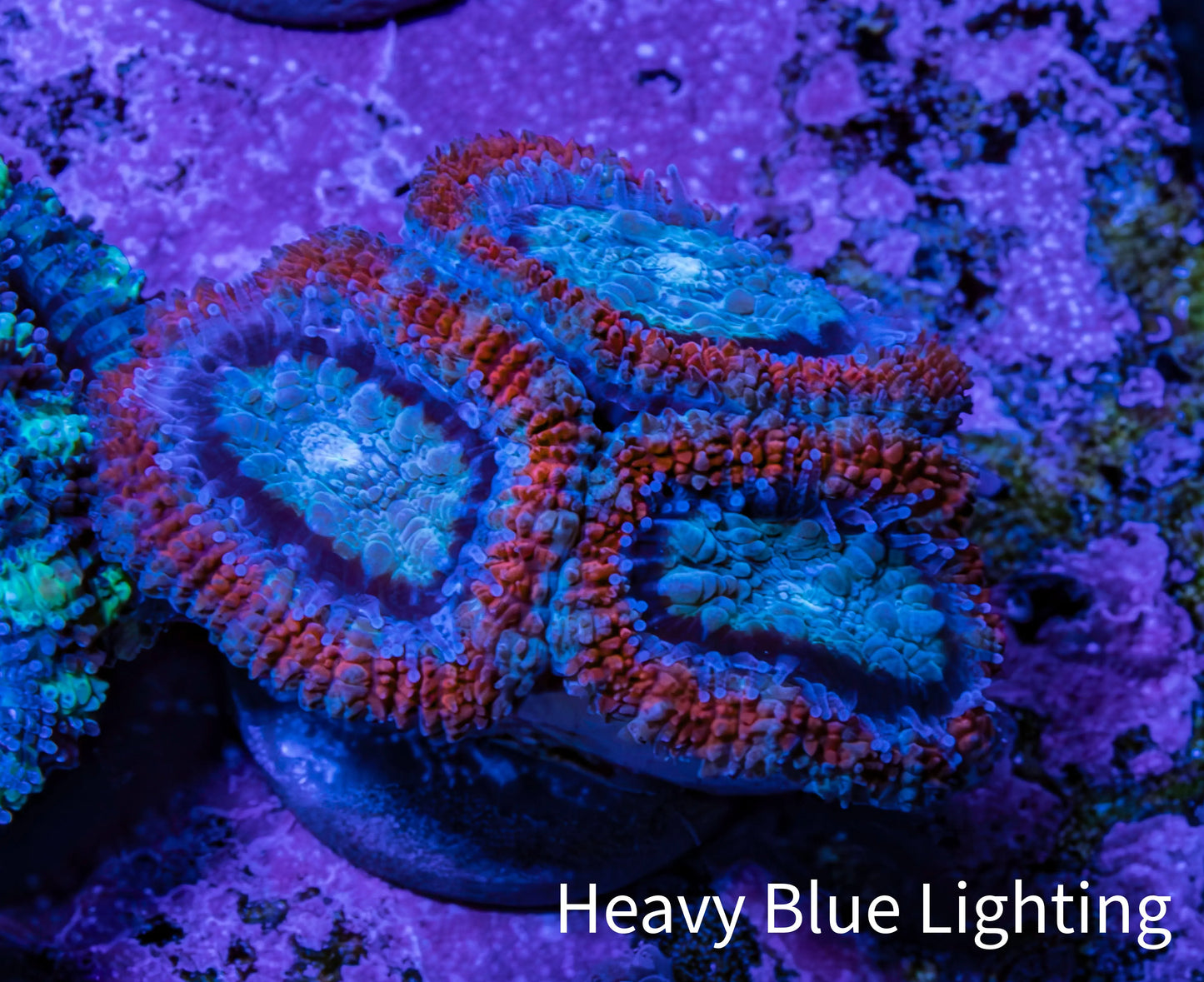 Ultra Acan Coral - Micromussa Lordhowensis - Acan Frag WYSIWYG G2R3B1 Ultra Acan Coral - Micromussa Lordhowensis - Acan Frag WYSIWYG G2R3B1 LPS Coral Ultra Acan Coral - Micromussa Lordhowensis - Acan Frag WYSIWYG G2R3B1 Zeo Box Reef