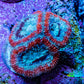 Ultra Acan Coral - Micromussa Lordhowensis - Acan Frag WYSIWYG G2R3B1 Ultra Acan Coral - Micromussa Lordhowensis - Acan Frag WYSIWYG G2R3B1 LPS Coral Ultra Acan Coral - Micromussa Lordhowensis - Acan Frag WYSIWYG G2R3B1 Zeo Box Reef